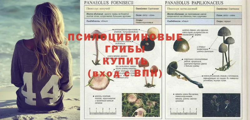 Псилоцибиновые грибы Psilocybe  даркнет сайт  Тобольск 